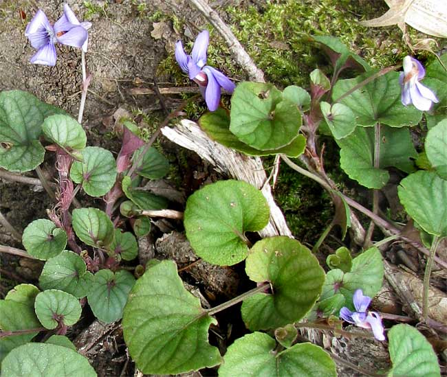 Prostrate Blue Violets, or Walter's Violets, VIOLA WALTERI