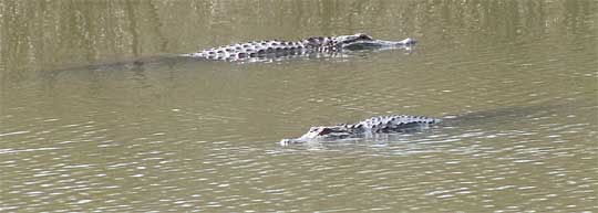 American Alligators, ALLIGATOR MISSISSIPPIENSIS