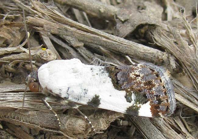 Exposed Bird-dropping Moth, ACONTIA APRICA