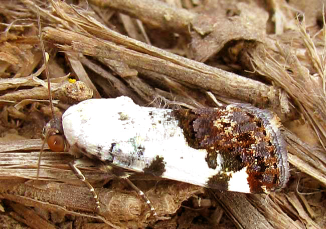 Exposed Bird-dropping Moth, ACONTIA APRICA