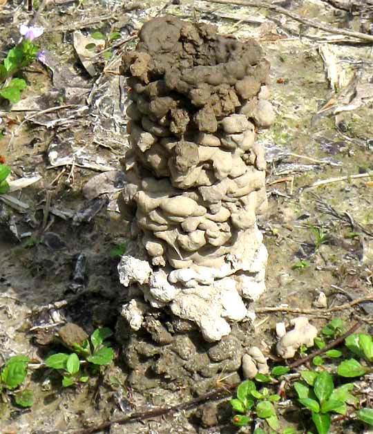 crayfish chimney