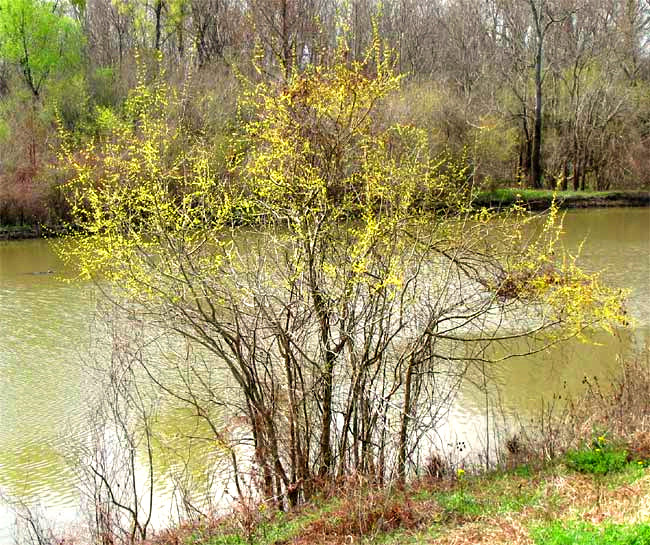 Swamp-Privet, FORESTIERA ACUMINATA