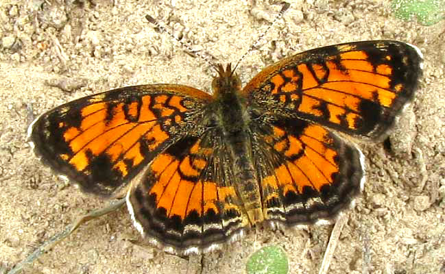 Pearl Crescent, PHYCIODES THAROS