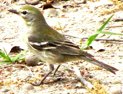  Pine Warbler, DENDROICA PINUS