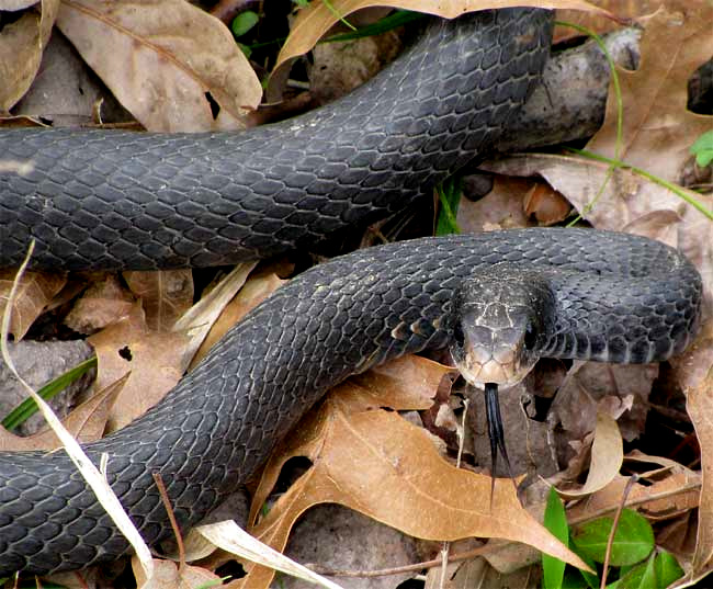 Southern Black Racer, COLUBER CONSTRICTOR ssp. PRIAPUS