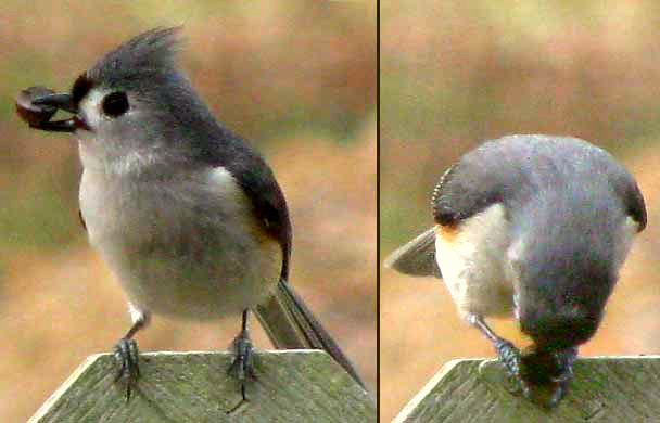 Tufted Titmouse, BAEOLOPHUS BICOLOR