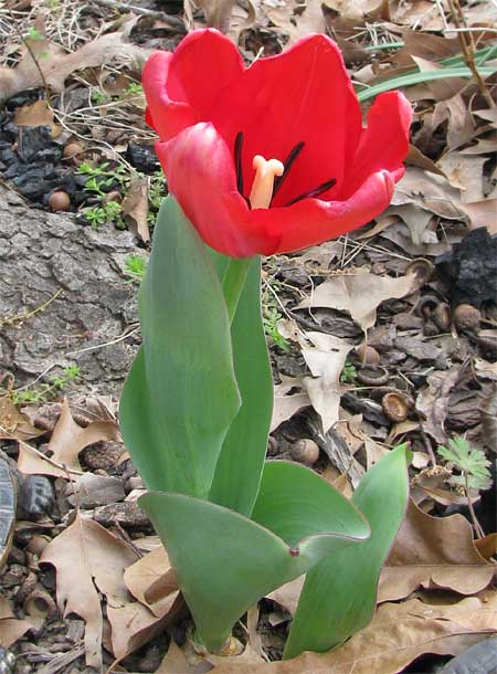 Tulip