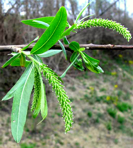 Black Willow, SALIX NIGRA, female flowers