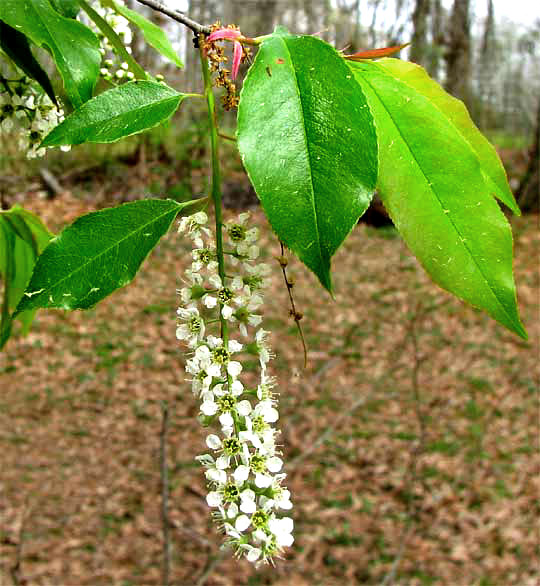 Black Cherry tree, PRUNUS SEROTINA, flowers