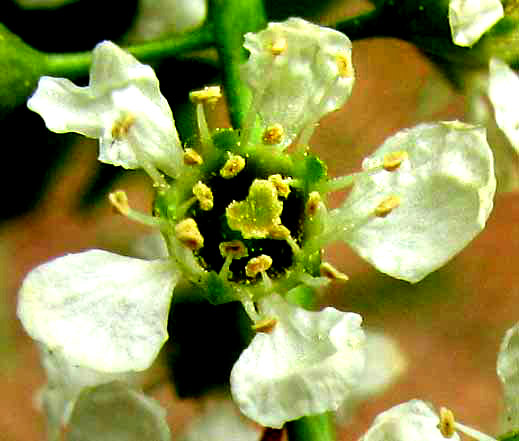 Black Cherry, PRUNUS SEROTINA, flower