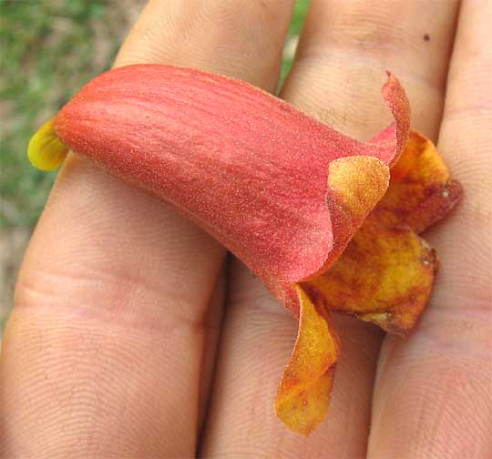 flower of Crossvine, BIGNONIA CAPREOLATA