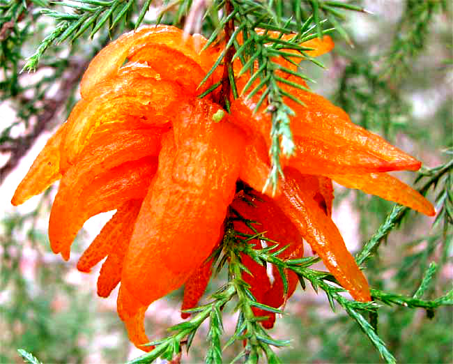 Cedar-Apple Rust, GYMNOSPORANGIUM JUNIPERI-VIRGINIANAE