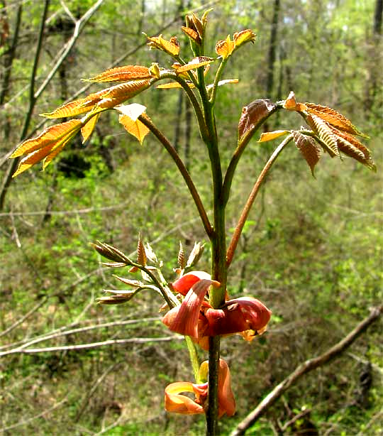 unfurling leaves of pignut hickory, probably CARYA GLABRA