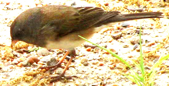 Dark-eyed Junco, JUNCO HYEMALIS