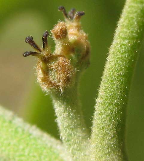 female flowers of Black Oaks, QUERCUS VELUTINA