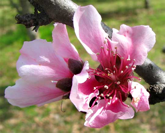 peach flowers