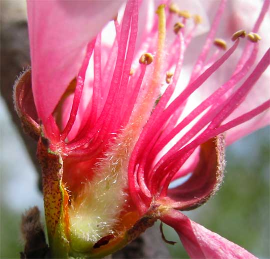 peach flower cross section