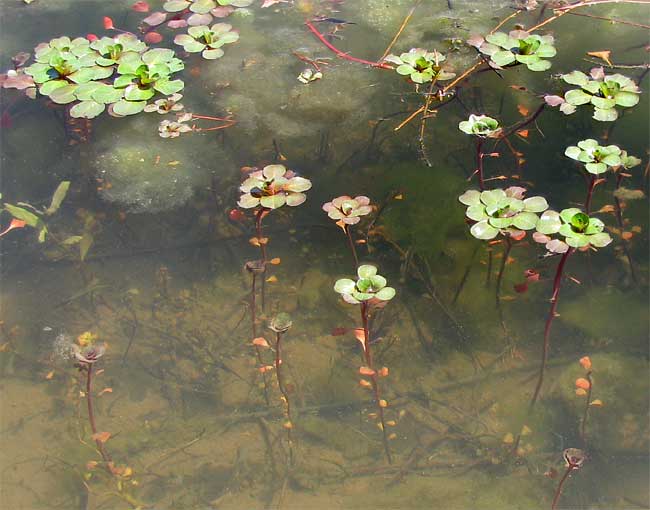 Water-Starwort, CALLITRICHE HETEROPHYLLA