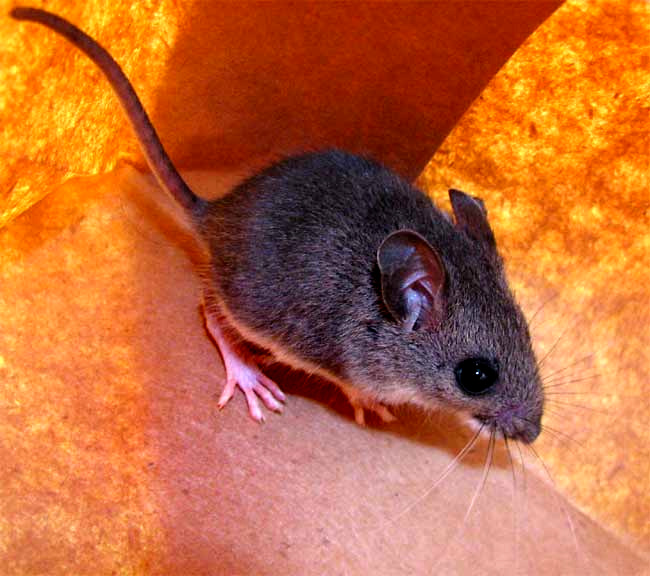 White-footed Mouse, PEROMYSCUS LEUCOPUS