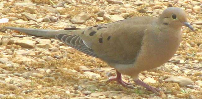 Mourning Dove, ZENAIDA MACROURA