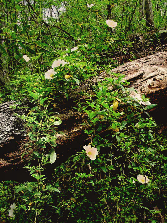 Cherokee Rose, ROSA LAEVIGATA