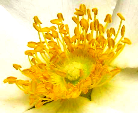 Cherokee Rose, ROSA LAEVIGATA, flower