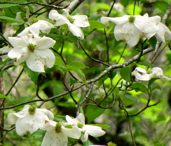 Flowering Dogwood, CORNUS FLORIDA, flowers
