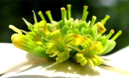 Flowering Dogwoods, CORNUS FLORIDA, flowers