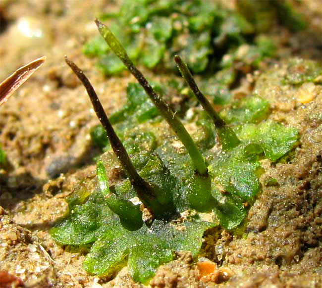 Hornworts, ANTHOCEROS PUNCTATUS