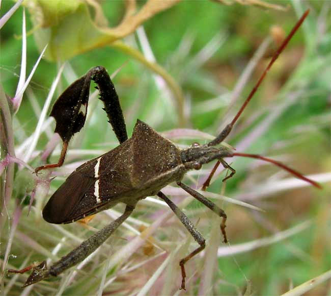 Eastern Leaf-footed Bug, LEPTOGLOSSUS PHYLLOPUS