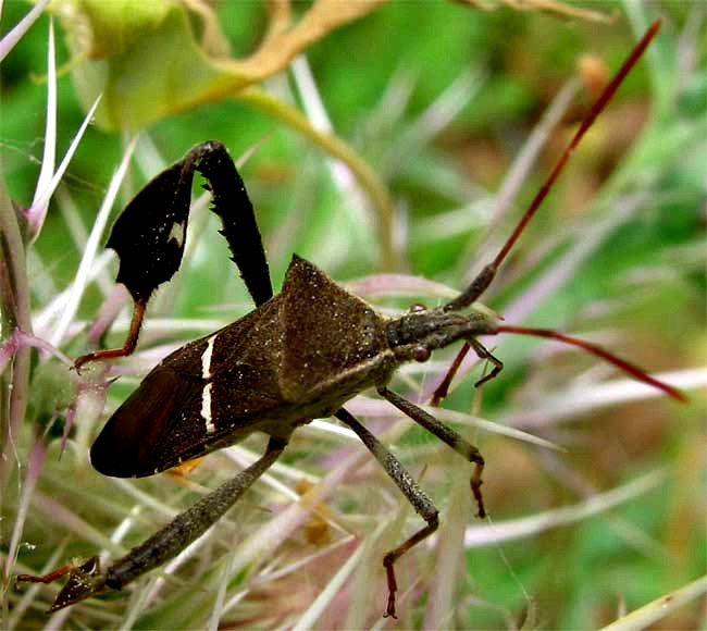 Eastern Leaf-footed Bug, LEPTOGLOSSUS PHYLLOPUS