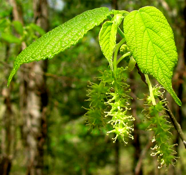 Red Mulberry, MORUS RUBRA, male flowers