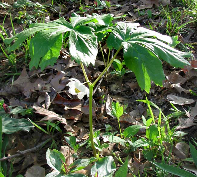 Mayapple, PODOPHYLLUM PELTATUM