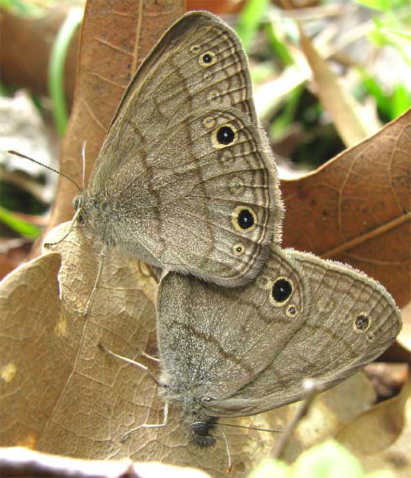 Carolina Satyr, HERMEUPTYCHIA SOSYBIUS