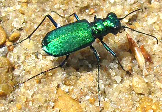 Six-spotted Tiger Beetle, CICINDELA SEXGUTTATA