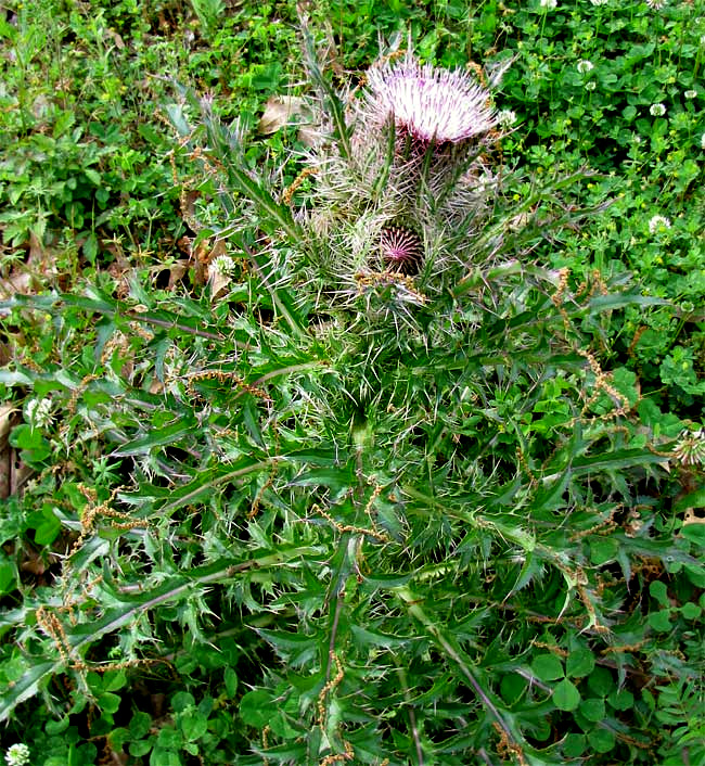 Bull Thistle or Purple Thistle, CIRSIUM HORRIDULUM