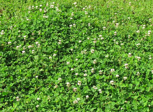 White Clover, TRIFOLIUM REPENS