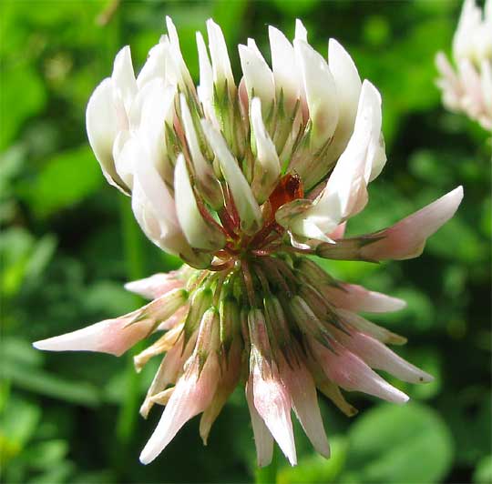 White Clover, TRIFOLIUM REPENS