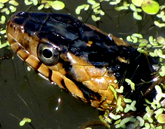 Broad-banded Water Snake, NERODIA FASCIATA CONFLUENS, head