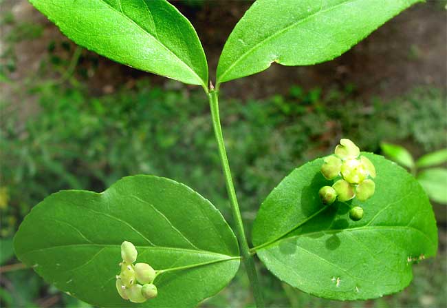 Hearts-a-bustin' or Strawberry Bush, EUONYMUS AMERICANUS