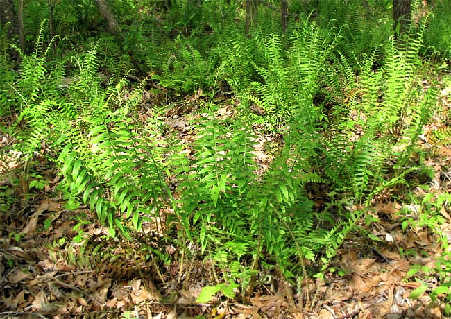 Christmas Ferns, POLYSTICHUM ACROSTICHOIDES