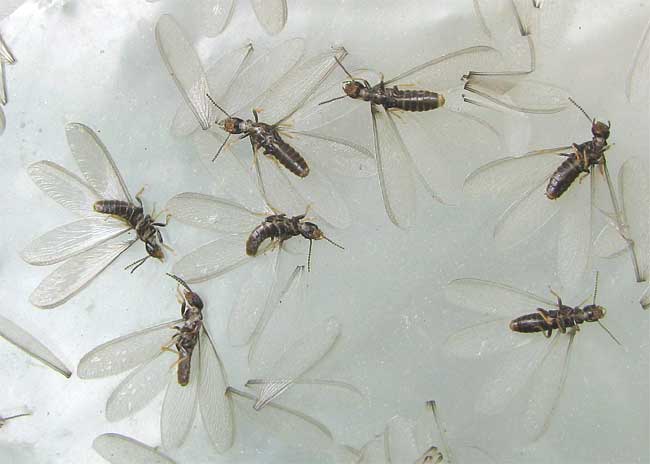 Flying fire ants