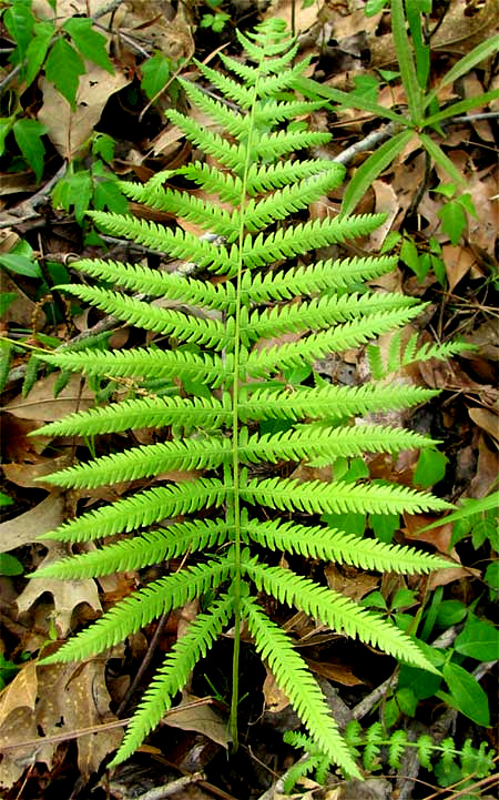 Southern Shield-Fern, THELYPTERIS KUNTHII