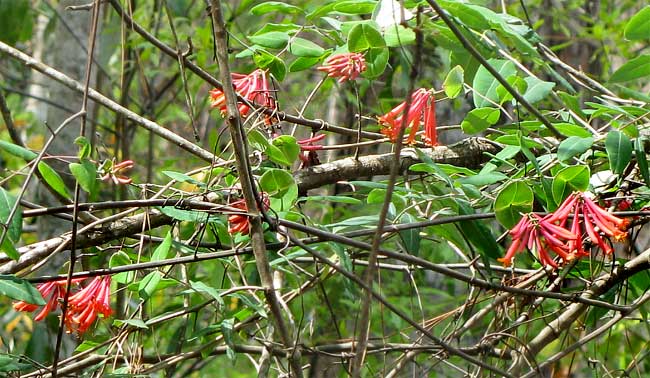 Red, Trumpet or Coral Honeysuckle, LONICERA SEMPERVIRENS