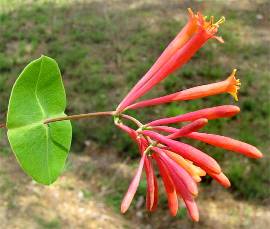 flowers of Red, Trumpet or Coral Honeysuckle, LONICERA SEMPERVIRENS