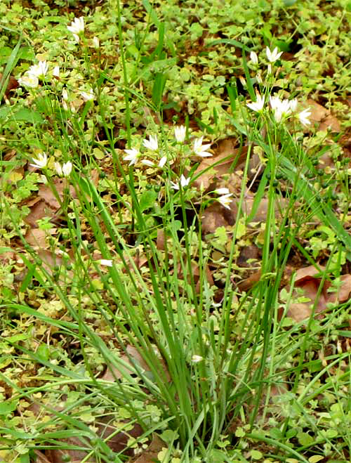 False Garlic, NOTHOSCORDUM BIVALVE