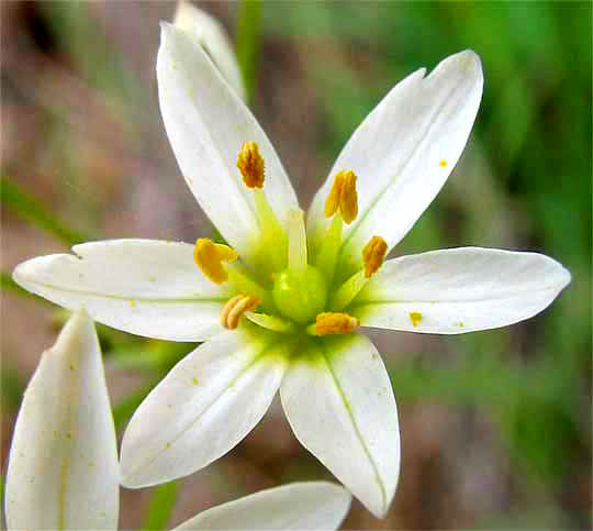 False Garlic, NOTHOSCORDUM BIVALVE, flower