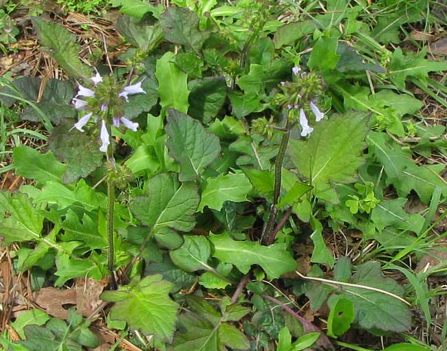 Lyreleaf Sage, SALVIA LYRATA