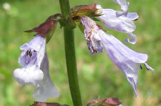 Lyreleaf Sage, SALVIA LYRATA