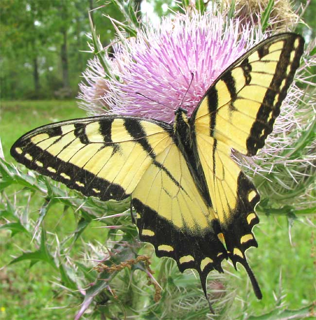 Eastern Swallowtail butterfly, PAPILIO GLAUCUS, male
